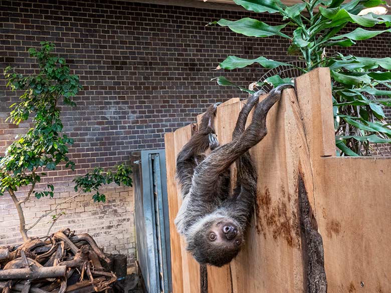 Weibliches Zweifingerfaultier SARITA am 28. Februar 2023 im Südamerika-Haus im Zoologischen Garten der Stadt Wuppertal