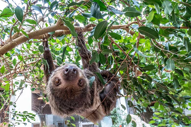 Weibliches Zweifingerfaultier SARITA am 28. Februar 2023 im Südamerika-Haus im Zoo Wuppertal