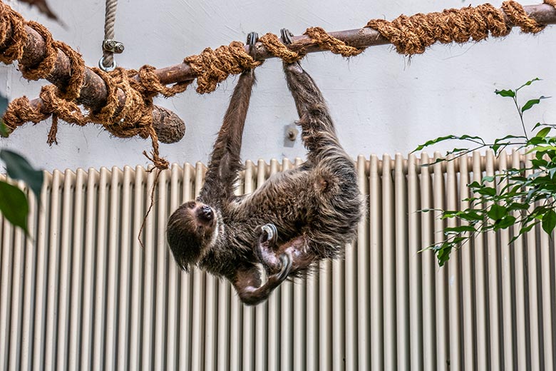 Weibliches Zweifingerfaultier SARITA am 28. Februar 2023 im Südamerika-Haus im Wuppertaler Zoo