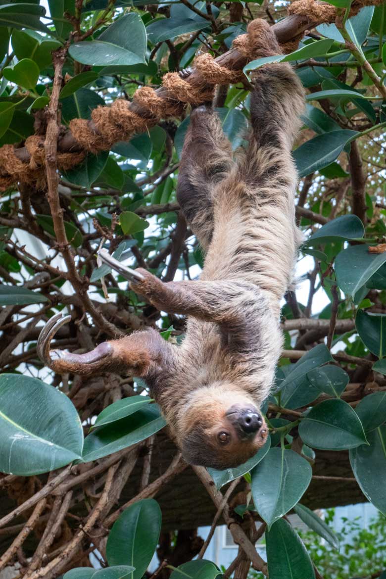 Zweifingerfaultier am 9. April 2023 im Südamerika-Haus im Wuppertaler Zoo