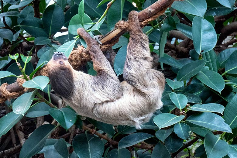 Zweifingerfaultier am 23. April 2023 im Südamerika-Haus im Zoologischen Garten Wuppertal