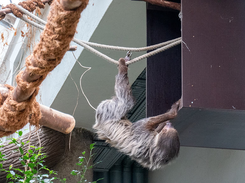 Weibliches Zweifingerfaultier SARITA am 29. April 2023 im Südamerika-Haus im Zoologischen Garten der Stadt Wuppertal