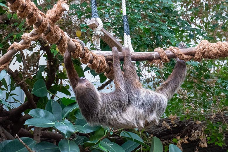 Weibliches Zweifingerfaultier SARITA am 29. April 2023 im Südamerika-Haus im Zoo Wuppertal