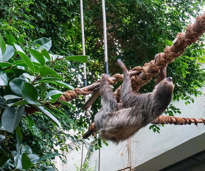 Weibliches Zweifingerfaultier SARITA am 16. Oktober 2023 im Südamerika-Haus im Grünen Zoo Wuppertal