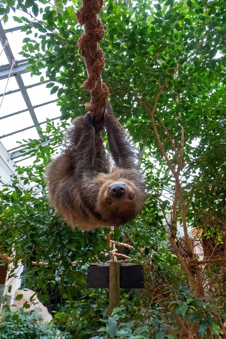 Männliches Zweifingerfaultier FLESH am 12. November 2024 im Südamerika-Haus im Zoologischen Garten Wuppertal