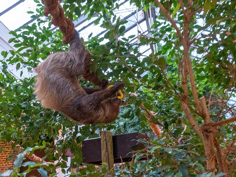 Männliches Zweifingerfaultier FLASH mit einem Stück Paprika am 22. Dezember 2024 im Südamerika-Haus im Zoologischen Garten der Stadt Wuppertal