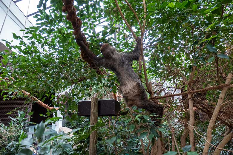 Männliches Zweifingerfaultier FLASH neben der Futter-Schale am 15. Februar 2025 im Südamerika-Haus im Grünen Zoo Wuppertal