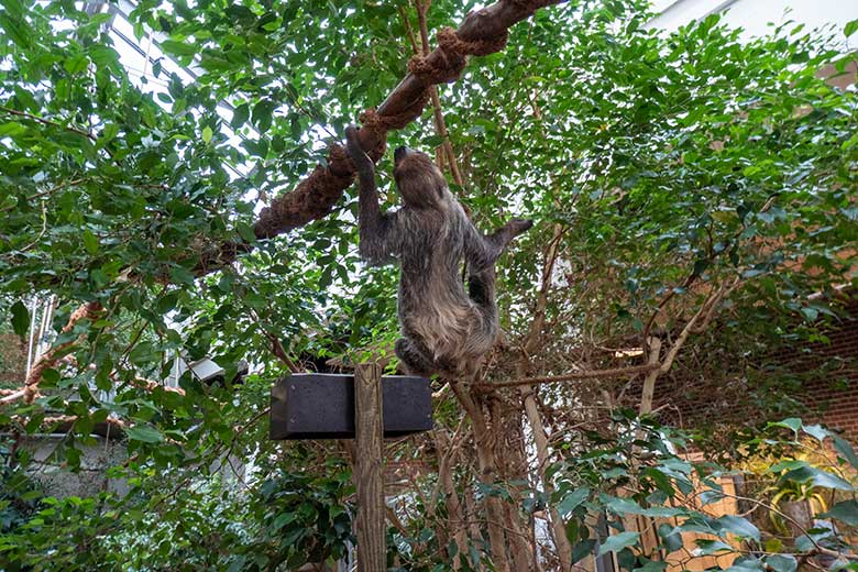 Männliches Zweifingerfaultier FLASH neben der Futter-Schale am 15. Februar 2025 im Südamerika-Haus im Zoologischen Garten der Stadt Wuppertal