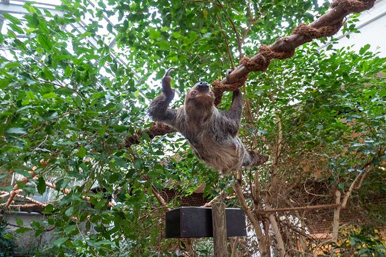 Männliches Zweifingerfaultier FLASH neben der Futter-Schale am 15. Februar 2025 im Südamerika-Haus im Zoo Wuppertal