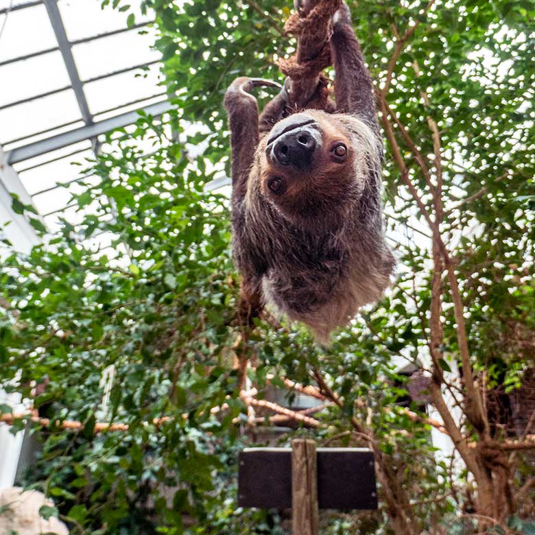 Männliches Zweifingerfaultier FLASH neben der Futter-Schale am 15. Februar 2025 im Südamerika-Haus im Wuppertaler Zoo