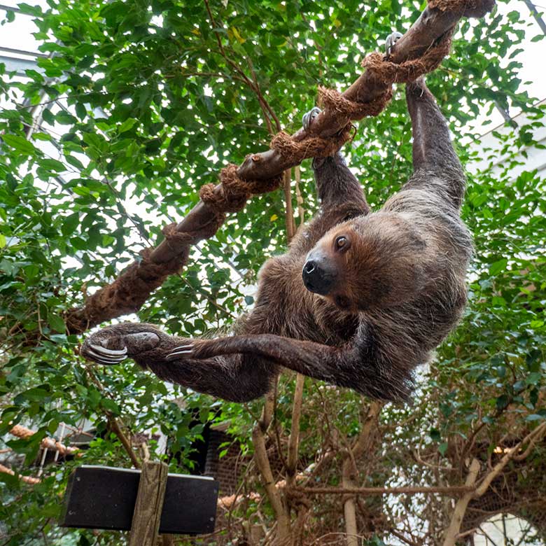 Männliches Zweifingerfaultier FLASH neben der Futter-Schale am 15. Februar 2025 im Südamerika-Haus im Grünen Zoo Wuppertal