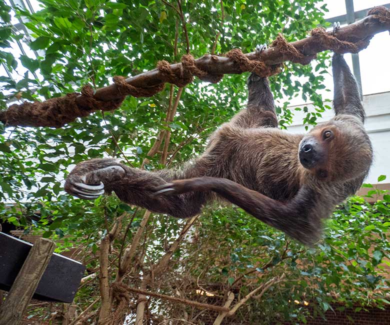 Männliches Zweifingerfaultier FLASH neben der Futter-Schale am 15. Februar 2025 im Südamerika-Haus im Zoologischen Garten Wuppertal