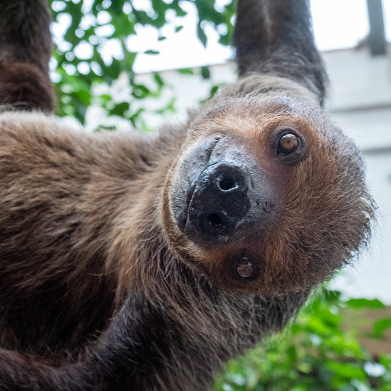 Männliches Zweifingerfaultier FLASH neben der Futter-Schale am 15. Februar 2025 im Südamerika-Haus im Zoo Wuppertal