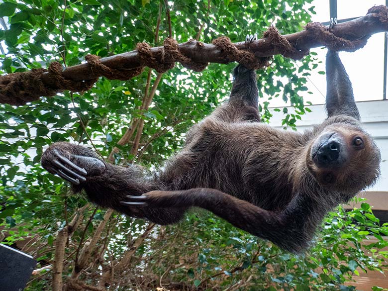 Männliches Zweifingerfaultier FLASH neben der Futter-Schale am 15. Februar 2025 im Südamerika-Haus im Wuppertaler Zoo