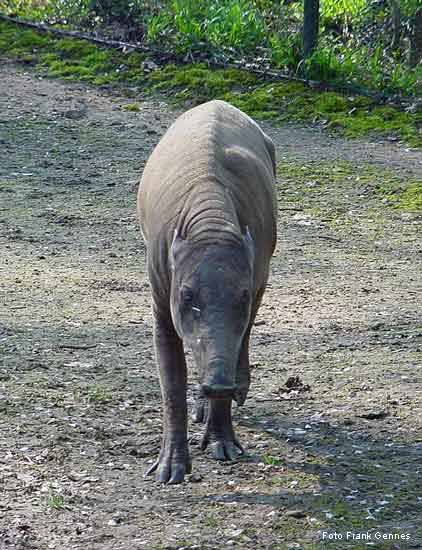 Hirscheber im Wuppertaler Zoo im Juni 2004 (Foto Frank Gennes)