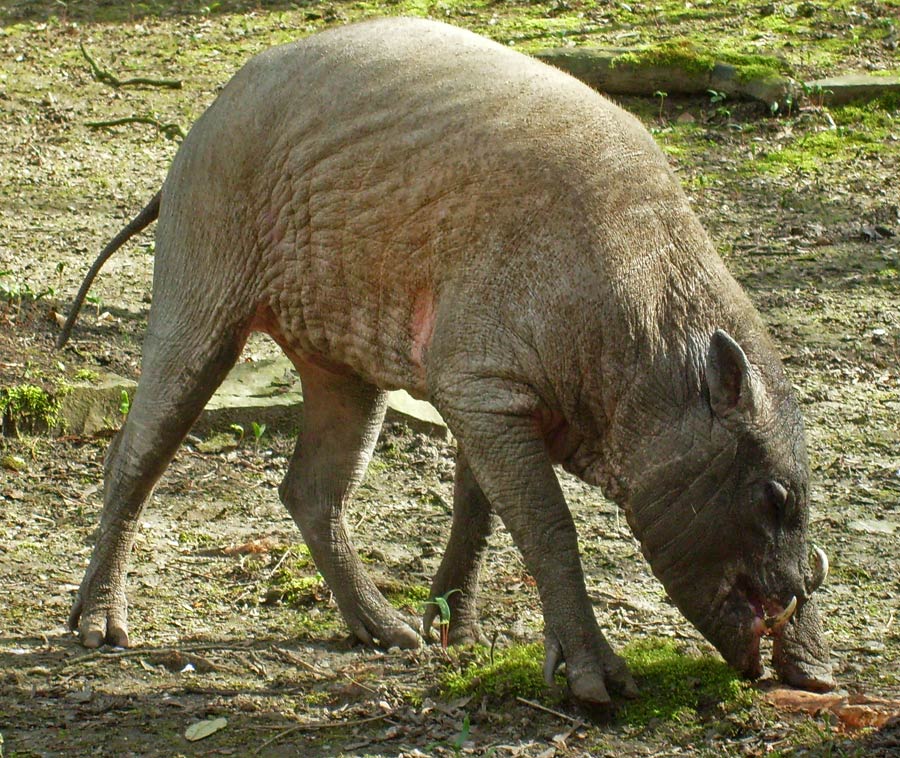 Hirscheber im Zoo Wuppertal im April 2010