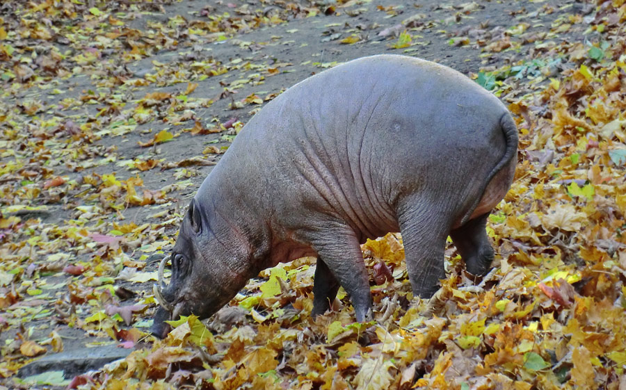 Hirscheber im Zoo Wuppertal im Oktober 2012