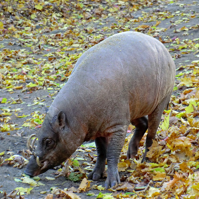Hirscheber im Wuppertaler Zoo im Oktober 2012