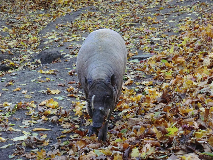 Hirscheber im Wuppertaler Zoo im Oktober 2012