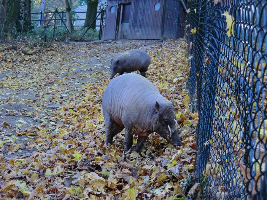 Hirscheber im Zoo Wuppertal im Oktober 2012