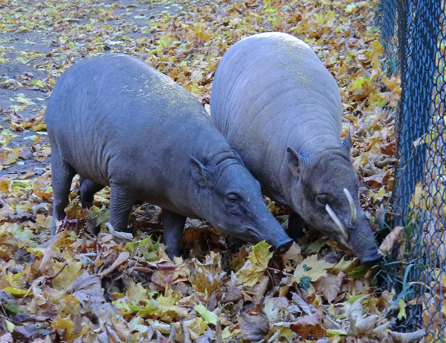 Hirscheber im Zoologischen Garten Wuppertal im Oktober 2012