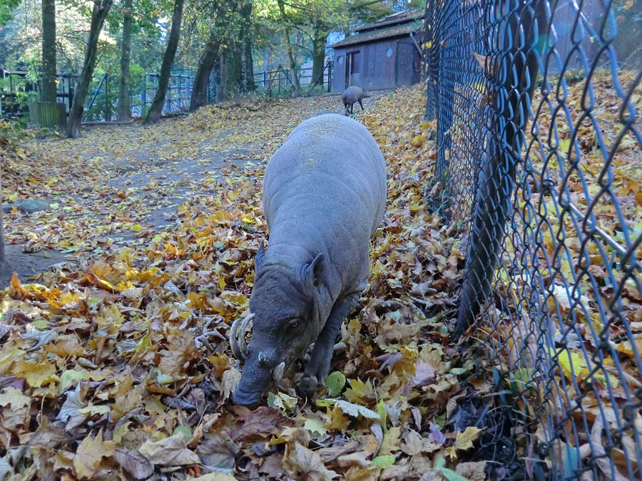 Hirscheber im Zoo Wuppertal im Oktober 2012