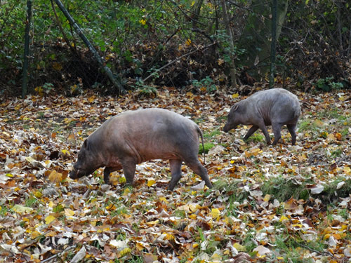 Hirscheber am 8. November 2015 auf der ehemaligen Anlage der Gelbrückenducker im Zoologischen Garten der Stadt Wuppertal