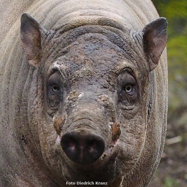 Hirscheber im Wuppertaler Zoo im März 2016 (Foto Diedrich Kranz)