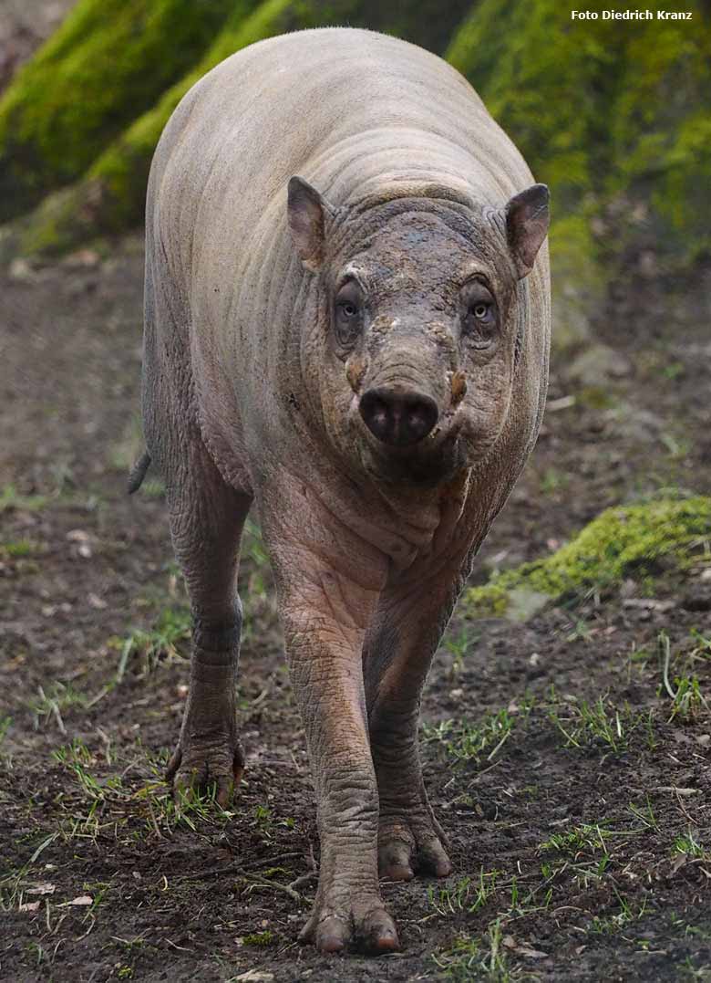 Hirscheber im Zoologischen Garten Wuppertal im März 2016 (Foto Diedrich Kranz)