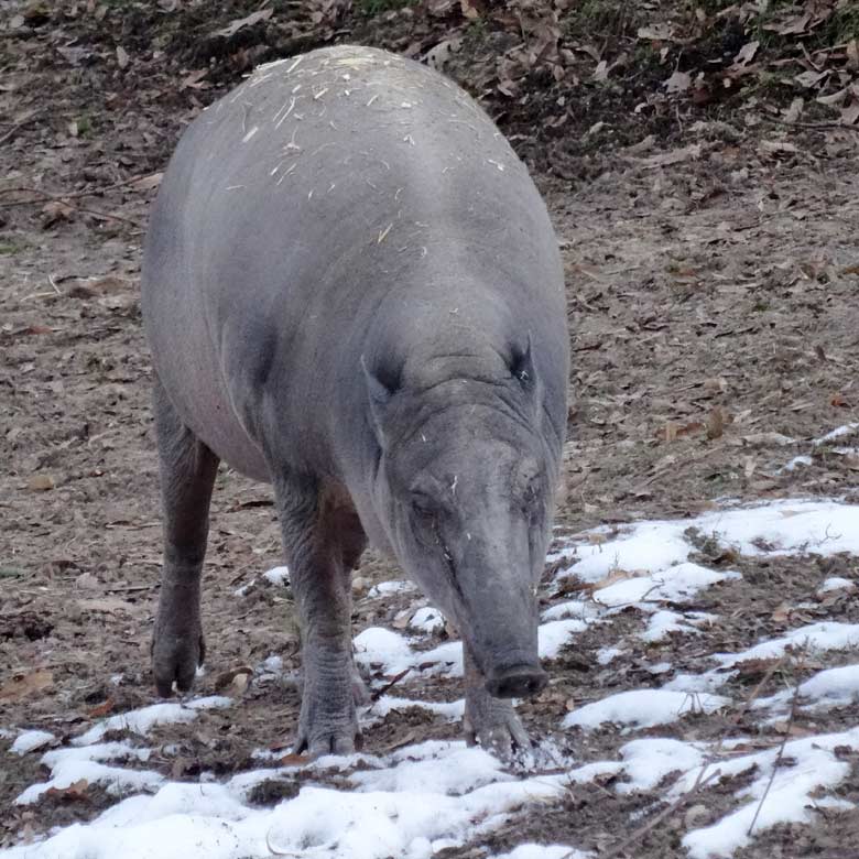 Hirscheber-Weibchen am 28. Januar 2017 im Zoologischen Garten der Stadt Wuppertal