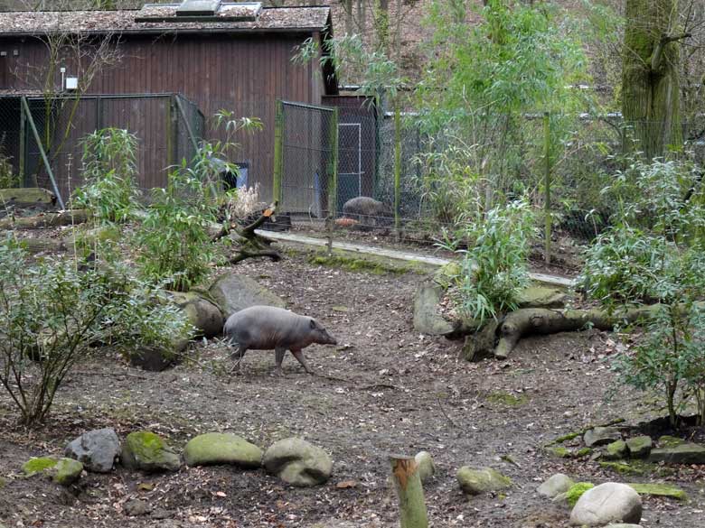 Hirscheber-Weibchen (vorn) und Hirscheber-Männchen (hinten) am 18. Februar 2017 im Zoologischen Garten der Stadt Wuppertal