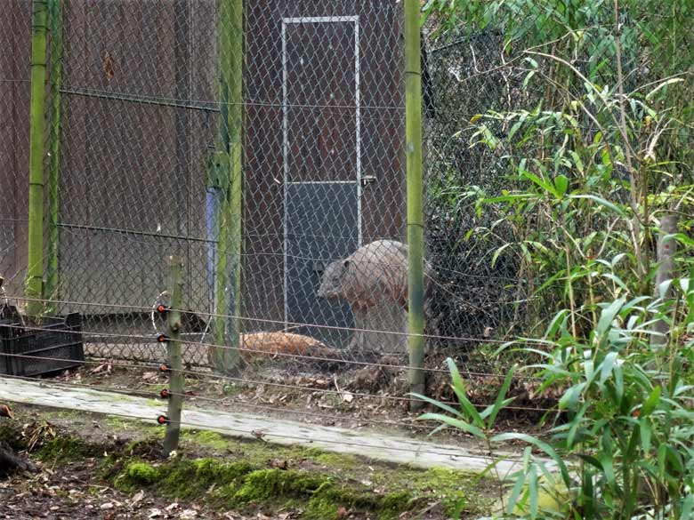 Neues Hirscheber-Männchen am 18. Februar 2017 im Wuppertaler Zoo