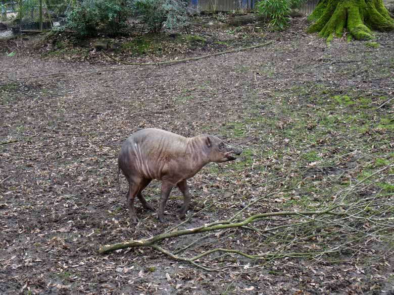 Hirscheber-Männchen am 3. März 2017 im Zoologischen Garten der Stadt Wuppertal