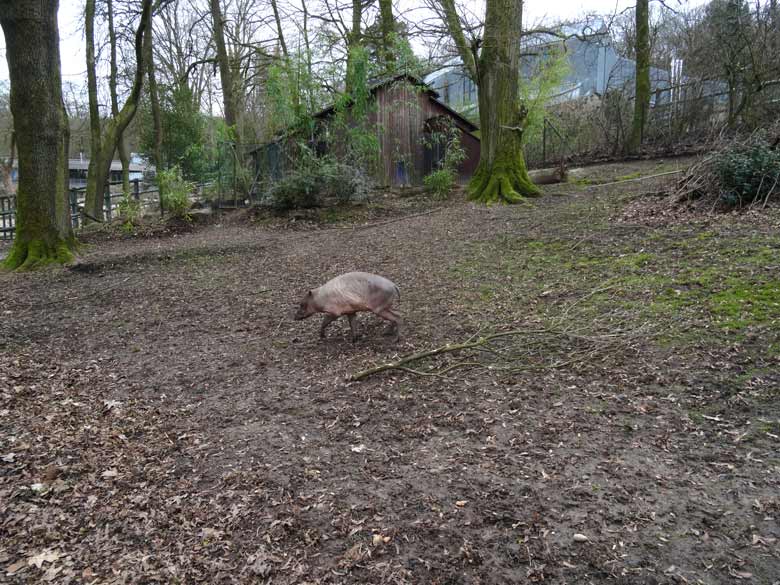 Hirscheber-Männchen am 3. März 2017 im Grünen Zoo Wuppertal