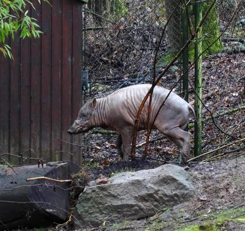 Hirscheber-Männchen am 18. März 2017 im Zoologischen Garten der Stadt Wuppertal