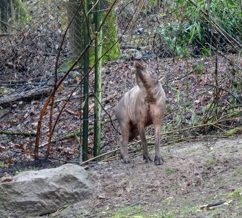 Hirscheber-Männchen am 18. März 2017 im Wuppertaler Zoo