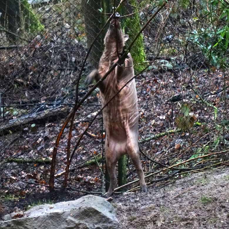 Hirscheber-Männchen am 18. März 2017 im Grünen Zoo Wuppertal