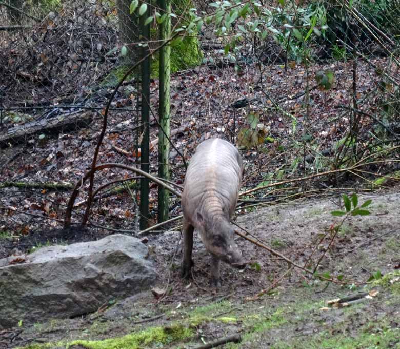 Hirscheber-Männchen am 18. März 2017 im Zoologischen Garten der Stadt Wuppertal