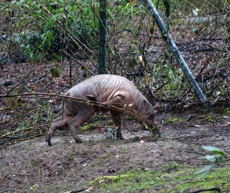 Hirscheber-Männchen am 18. März 2017 im Zoologischen Garten der Stadt Wuppertal