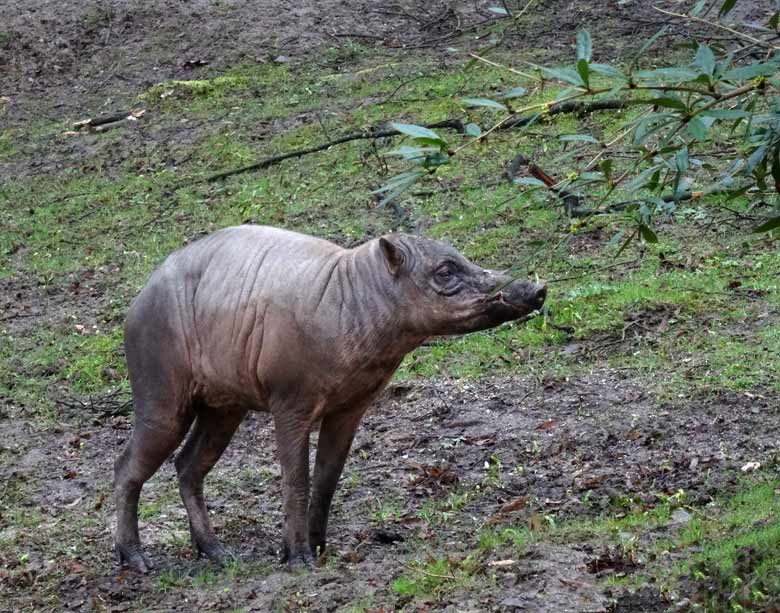 Hirscheber-Männchen am 18. März 2017 im Grünen Zoo Wuppertal