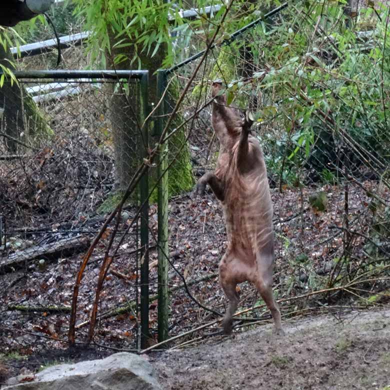 Hirscheber-Männchen am 18. März 2017 im Wuppertaler Zoo