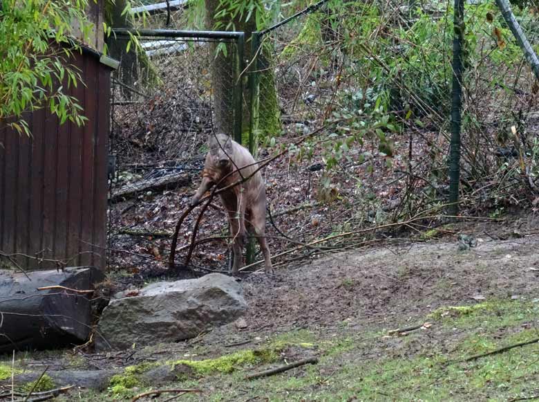 Hirscheber-Männchen am 18. März 2017 im Wuppertaler Zoo