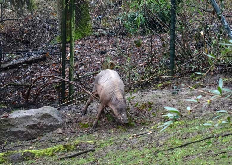 Hirscheber-Männchen am 18. März 2017 im Zoo Wuppertal