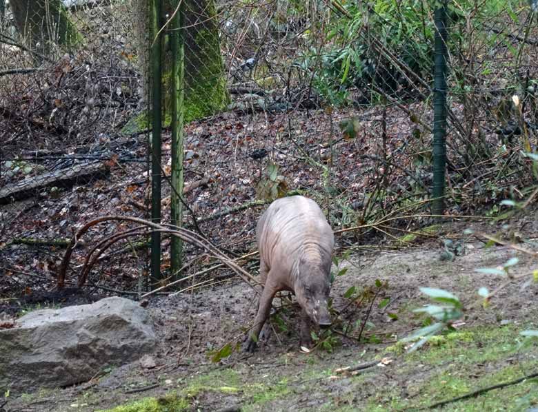 Hirscheber-Männchen am 18. März 2017 im Zoologischen Garten der Stadt Wuppertal