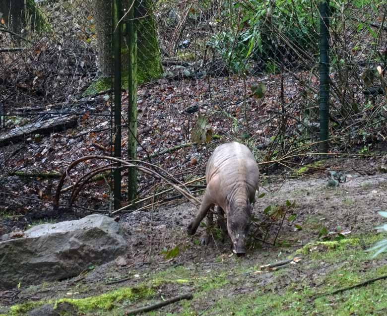 Hirscheber-Männchen am 18. März 2017 im Wuppertaler Zoo