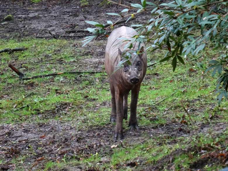 Hirscheber-Männchen am 18. März 2017 im Grünen Zoo Wuppertal