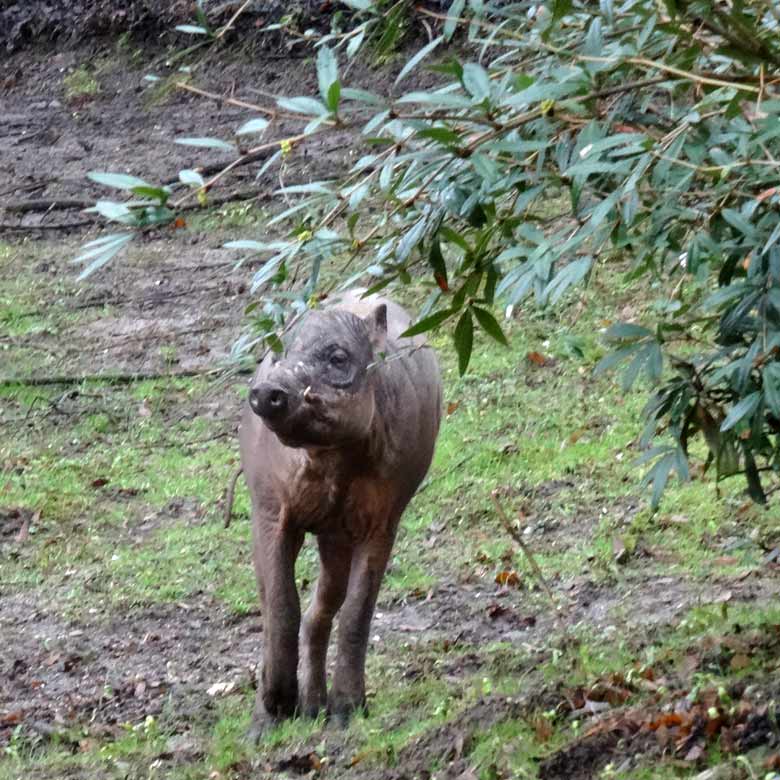 Hirscheber-Männchen am 18. März 2017 im Zoologischen Garten der Stadt Wuppertal