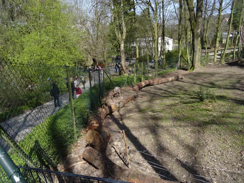 Hirscheber-Männchen am 26. März 2017 im Grünen Zoo Wuppertal