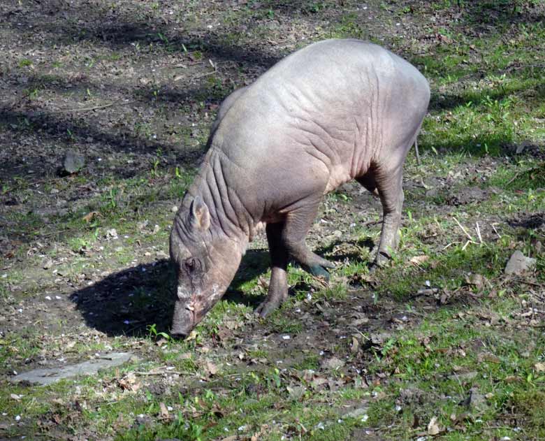 Hirscheber-Männchen am 26. März 2017 im Wuppertaler Zoo