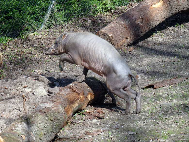 Hirscheber-Männchen am 26. März 2017 im Zoologischen Garten der Stadt Wuppertal